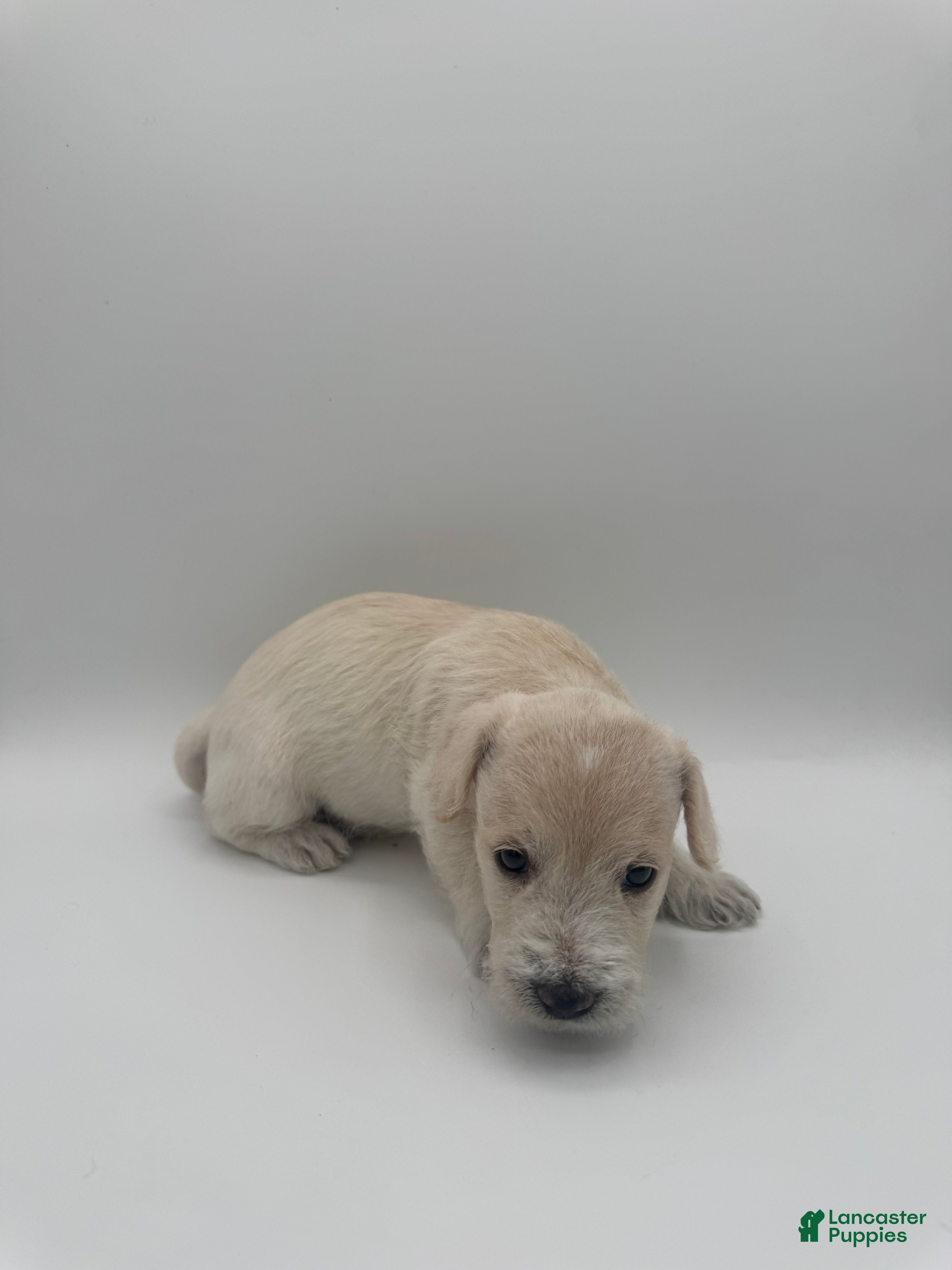 Schnoodle dogs Schnoodle 5 - Ad 25