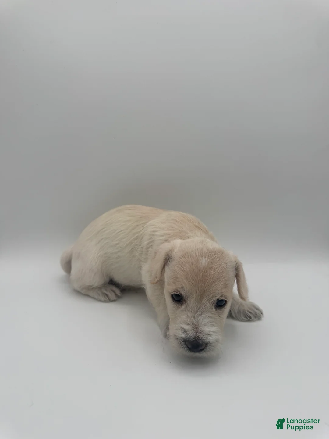 Schnoodle dogs for sale: Schnoodle 5 - Ad 1