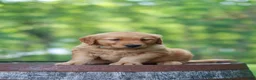 Golden Retriever dogs for sale: Betsy - Ad 3