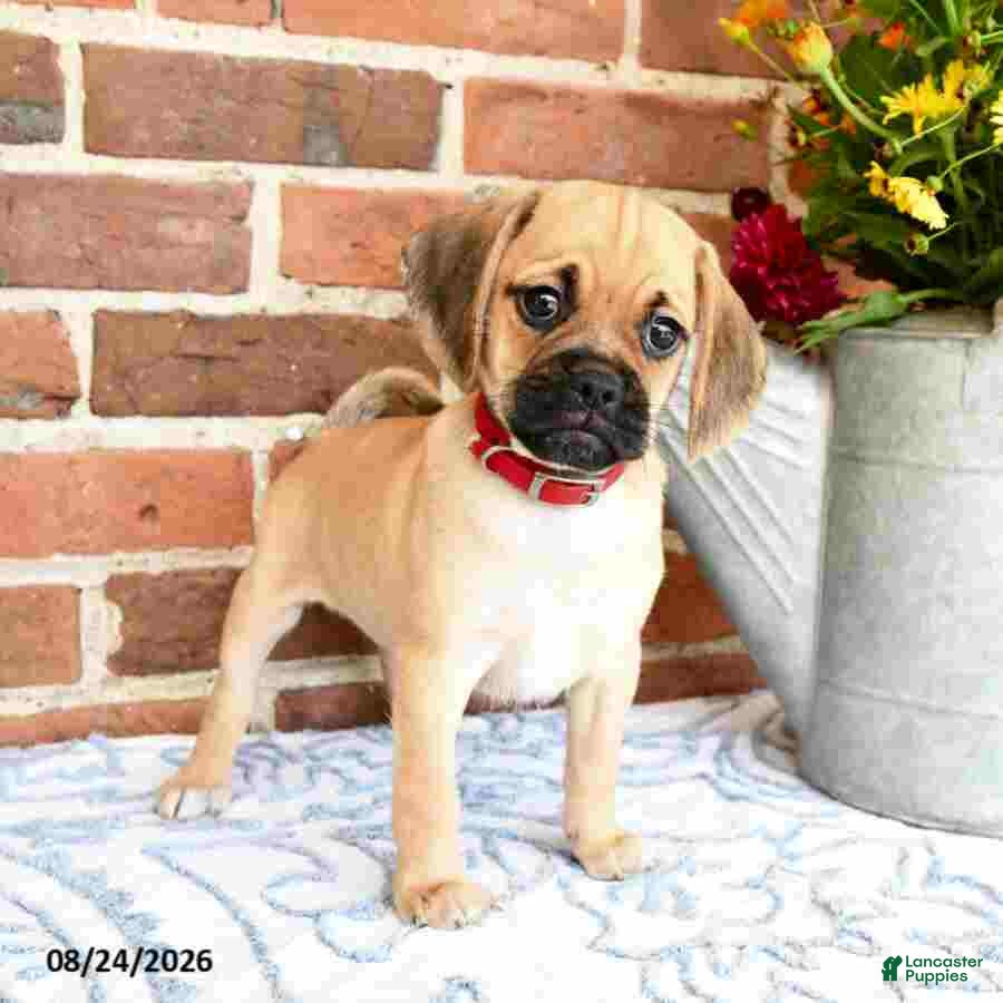 Puggle dogs Sindy - Ad 1