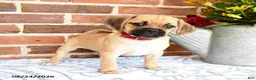 Puggle dogs for sale: Sindy - Ad 1