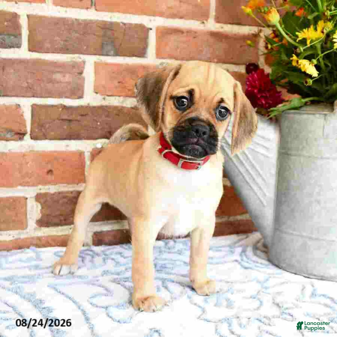 Puggle dogs for sale: Sindy - Ad 1