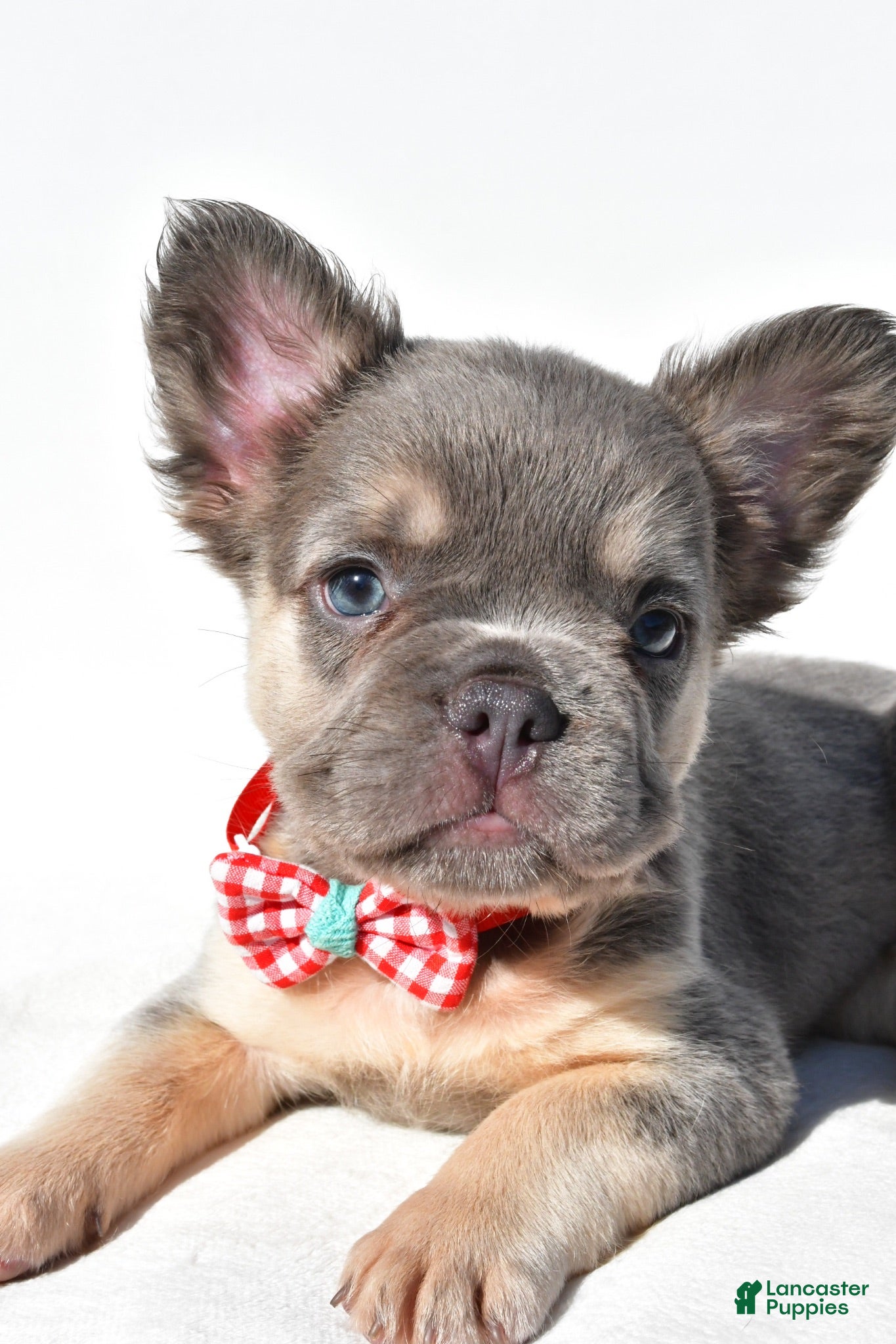 French Bulldog dogs Nickel - Ad 2