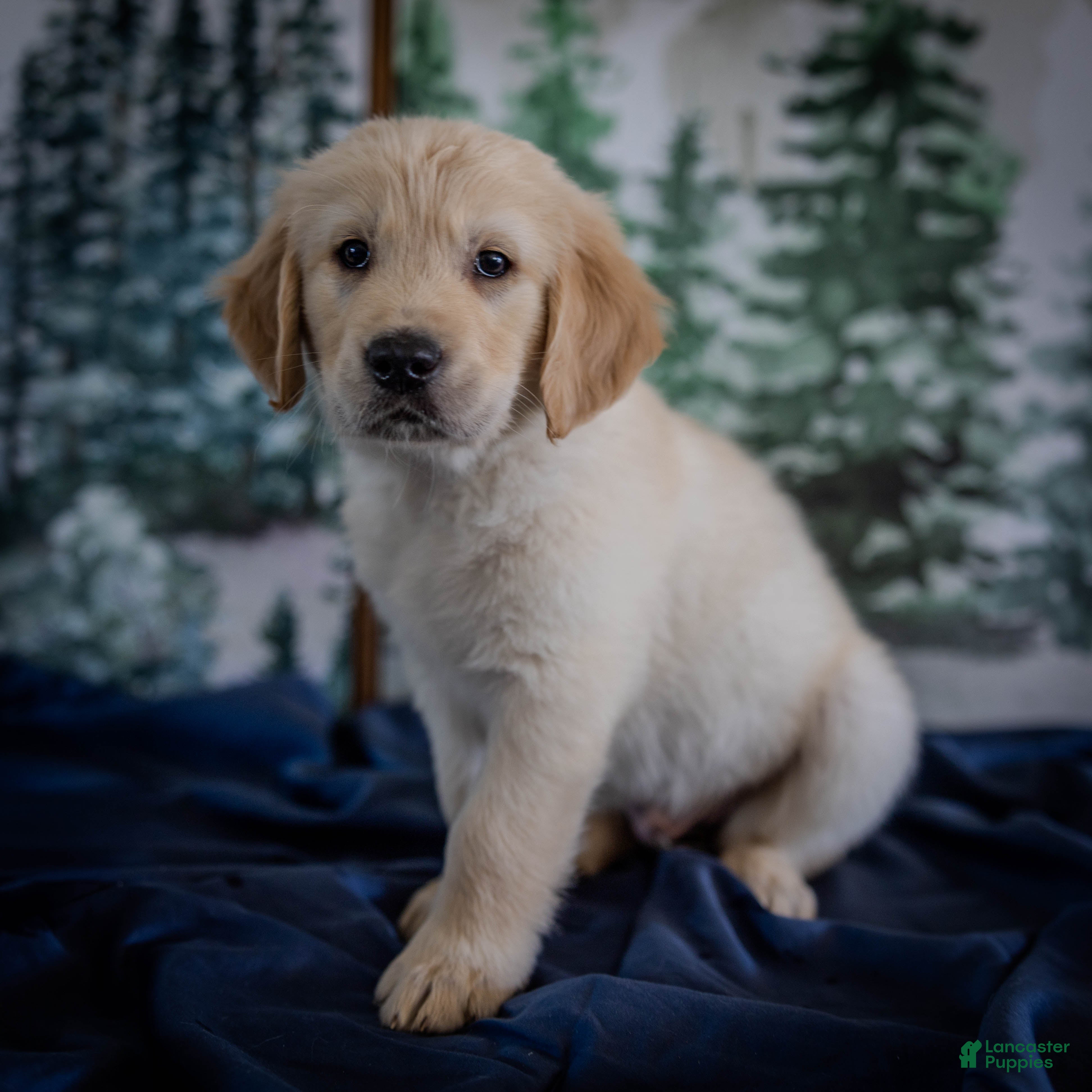 Golden Retriever dogs Blue - Ad 7