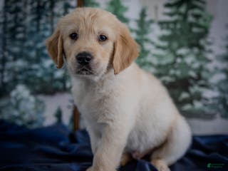 Golden Retriever dogs Blue - Ad 42