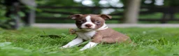 Boston Terrier dogs for sale: Jewel - Ad 5