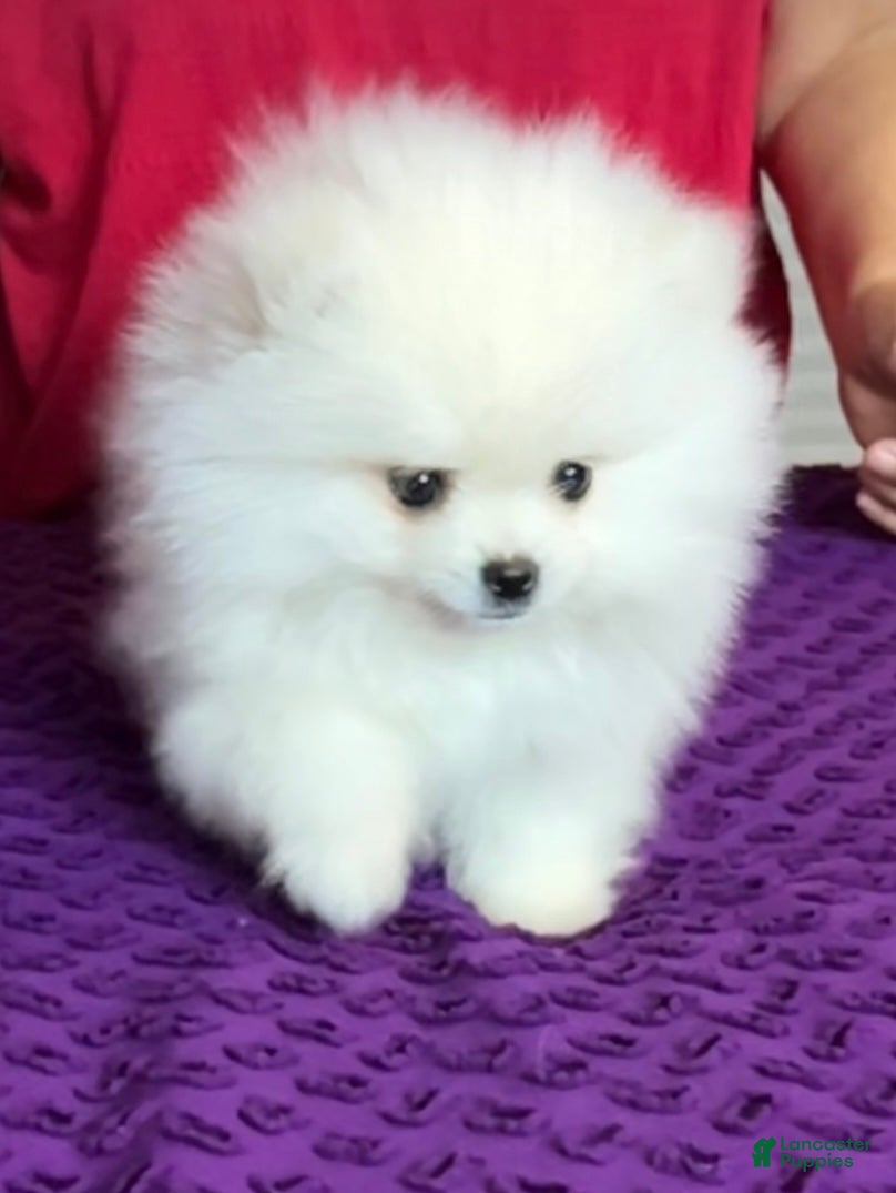Pomeranian dogs Mojito - Ad 1