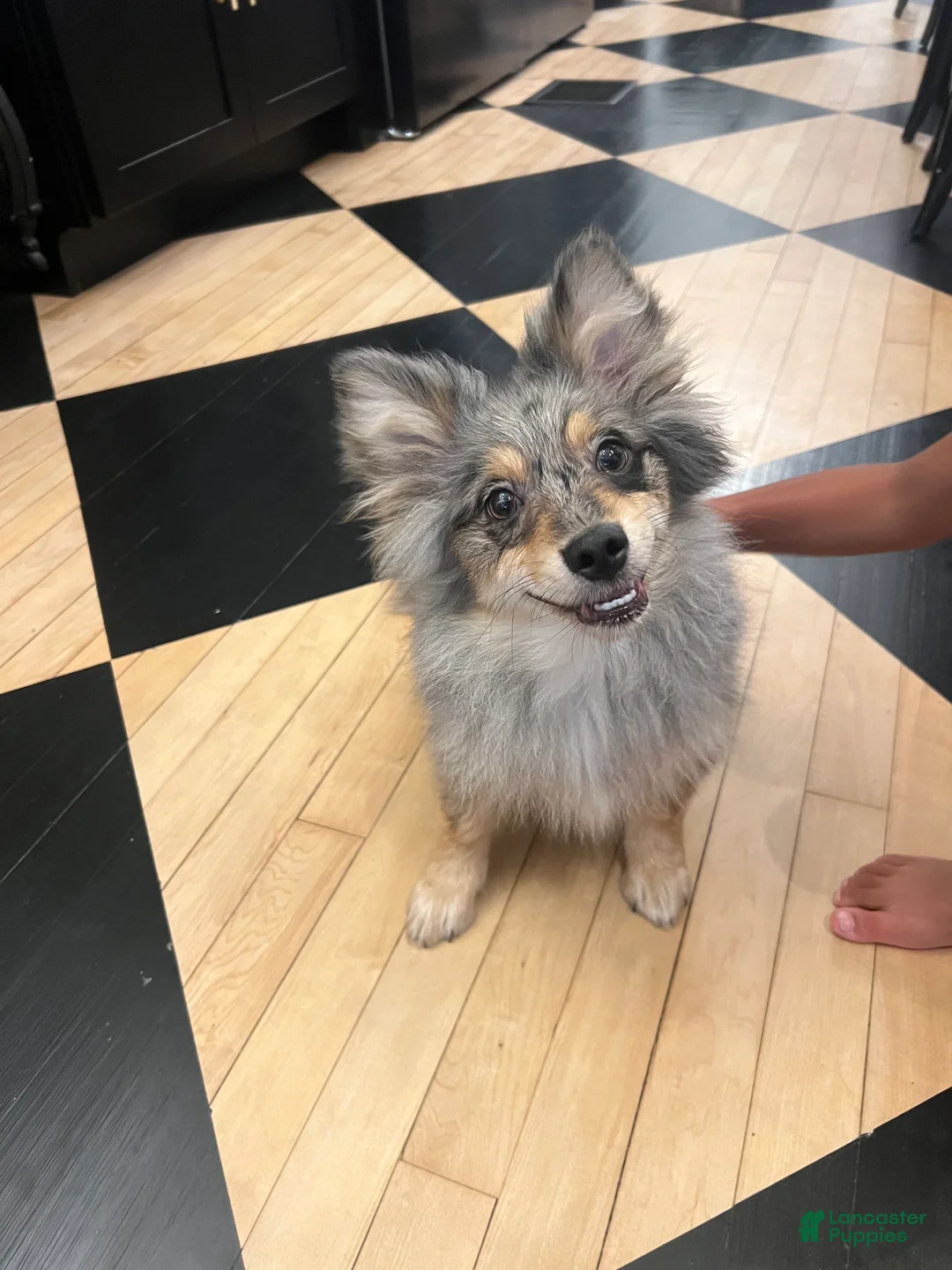 Pomeranian dogs for sale: Cookie  - Ad 1