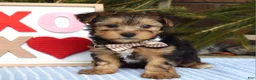 Yorkshire Terrier dogs for sale: Peter  - Ad 4