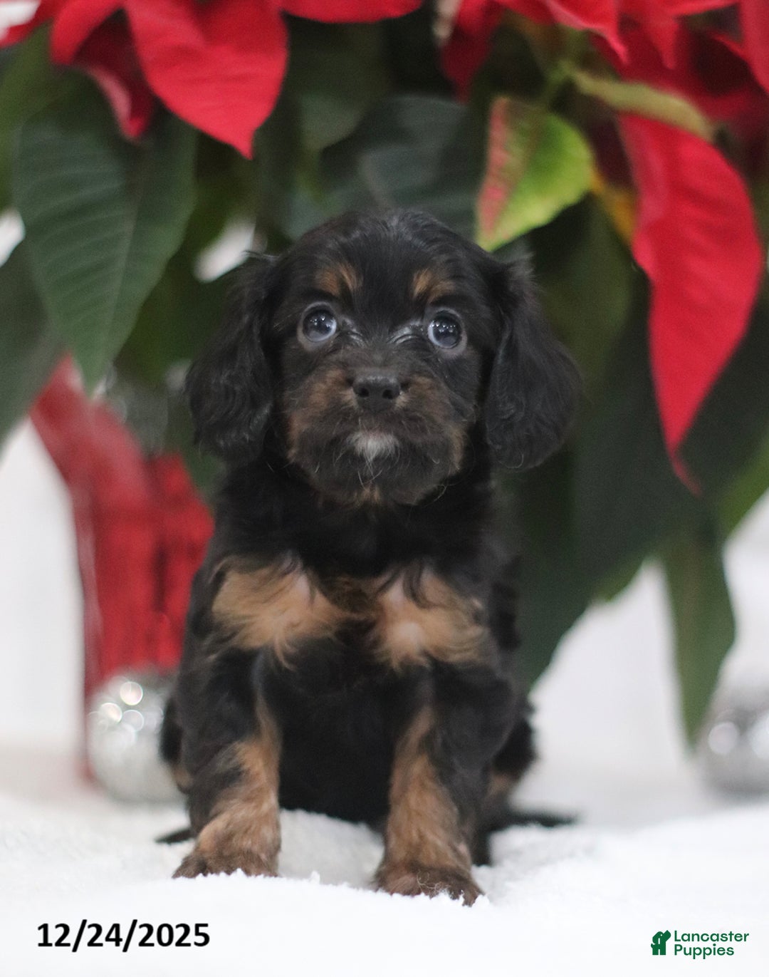 Cavapoo dogs for sale: Penny - Ad 2