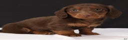 Dachshund dogs for sale: Dachshund Puppy 1 - Ad 9