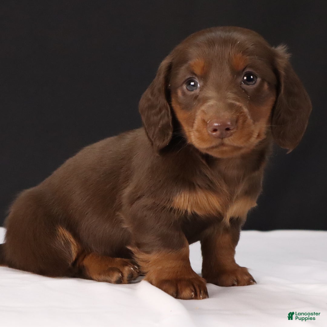 Dachshund dogs for sale: Dachshund Puppy 1 - Ad 9