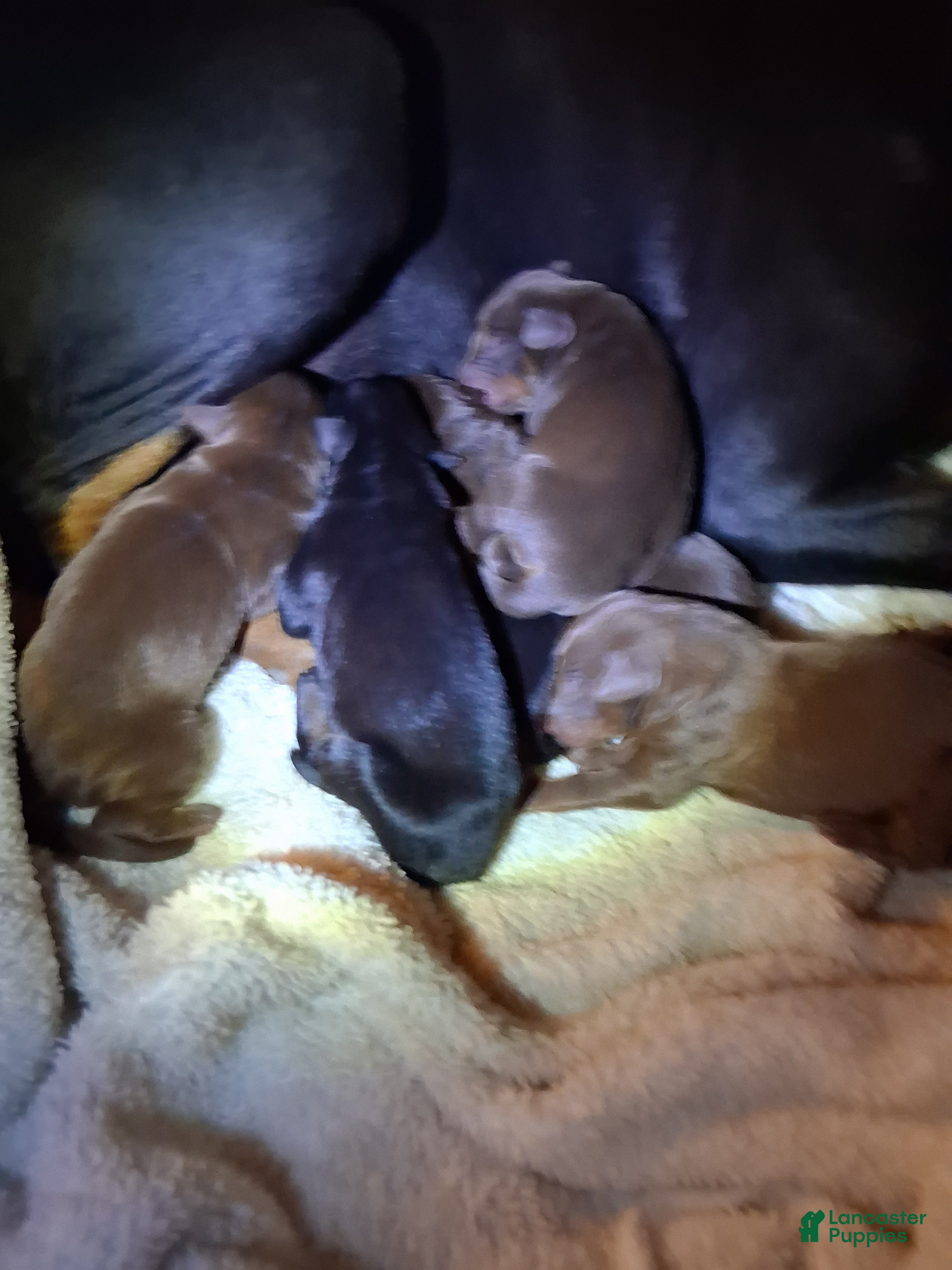 Doberman Pinscher dogs for sale: Doberman Pinscher 5 - Ad 12