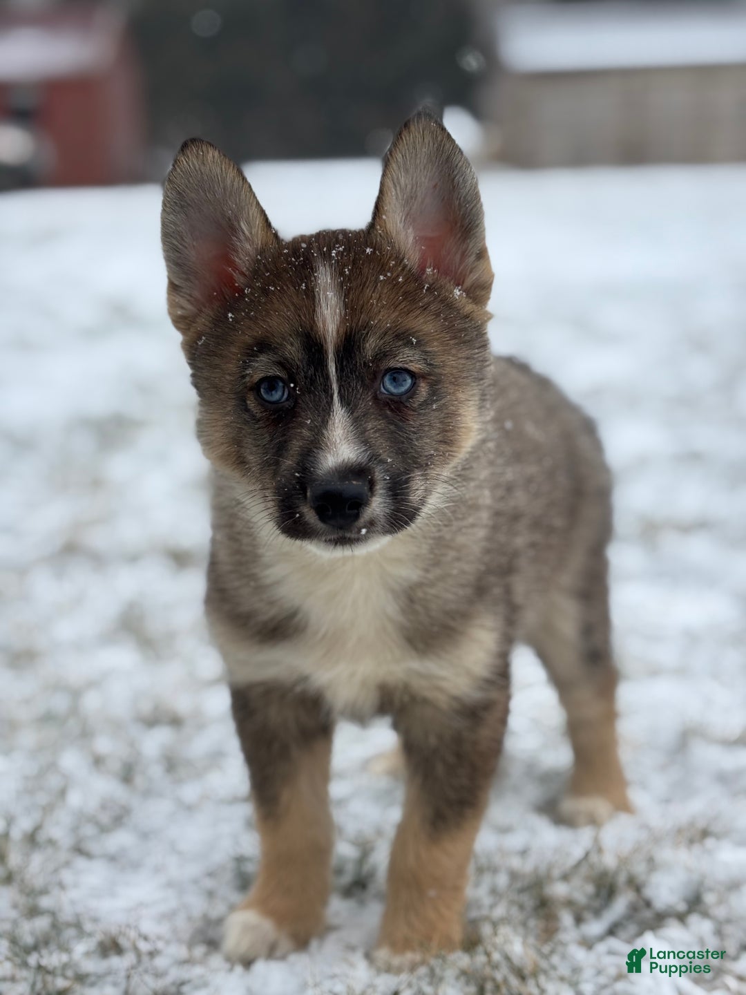 Pomsky dogs for sale: Glen - Ad 2