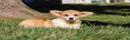 Welsh Corgi Pembroke dogs for sale: Sweetie - Ad 3