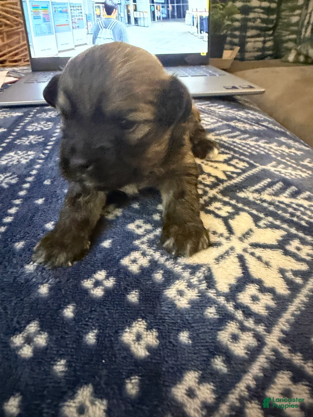 Mixed Breed dogs for sale: Oscar - Ad 2