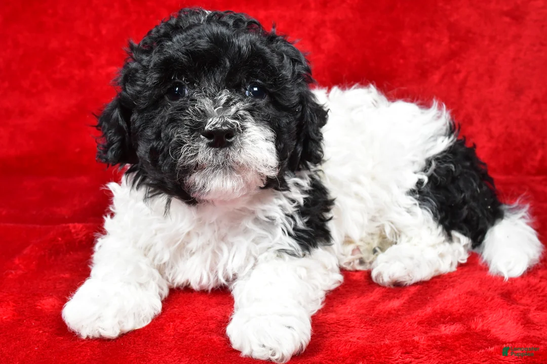 Yorkiepoo dogs for sale: Rilan - Ad 4