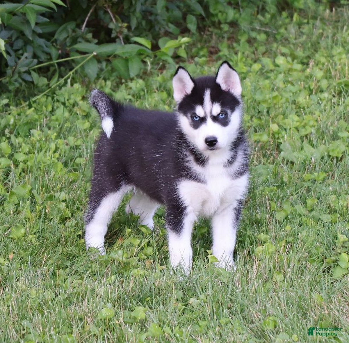 Siberian Husky dogs Lacey - Ad 1