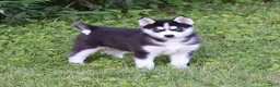 Siberian Husky dogs for sale: Lacey - Ad 1