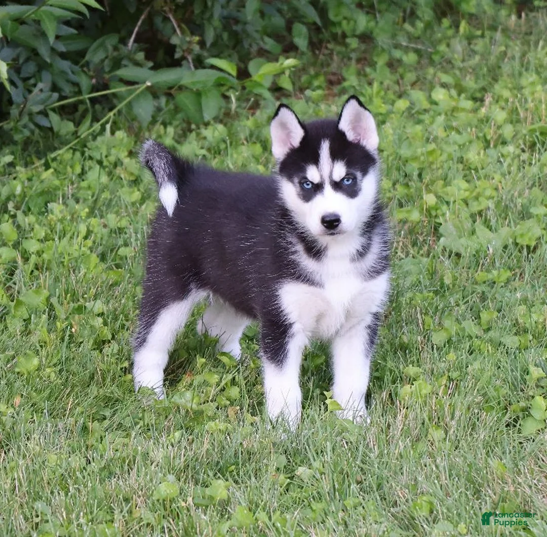 Siberian Husky dogs for sale: Lacey - Ad 1