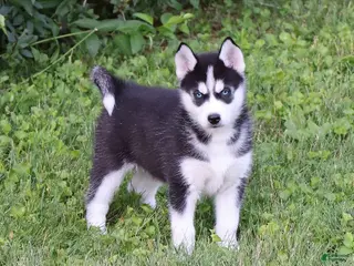 Siberian Husky dogs for sale: Lacey - Ad 1
