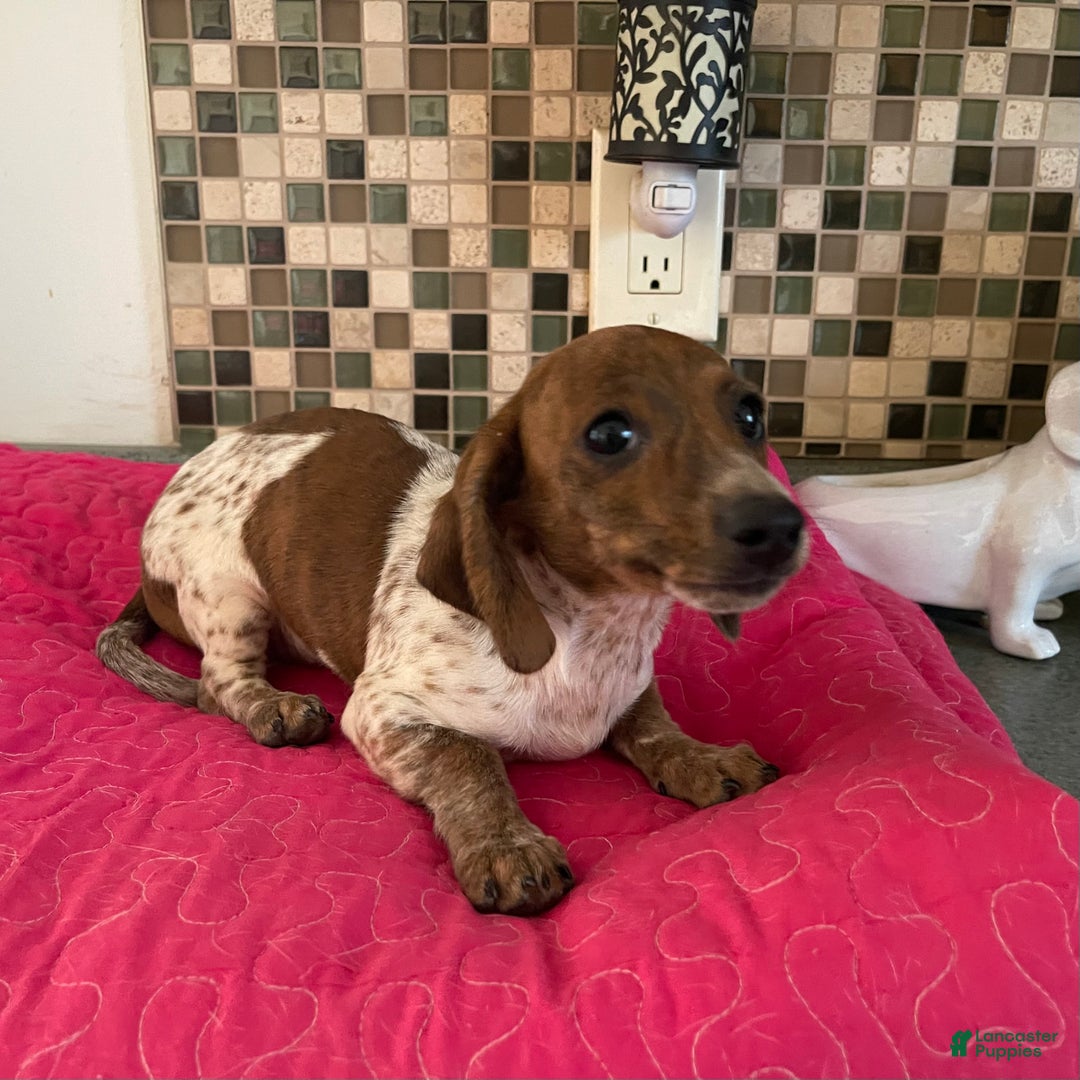 Miniature Dachshund dogs for sale: River - Ad 2