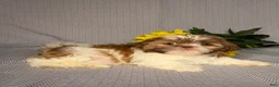 Shih Tzu dogs for sale: Emily - Ad 5
