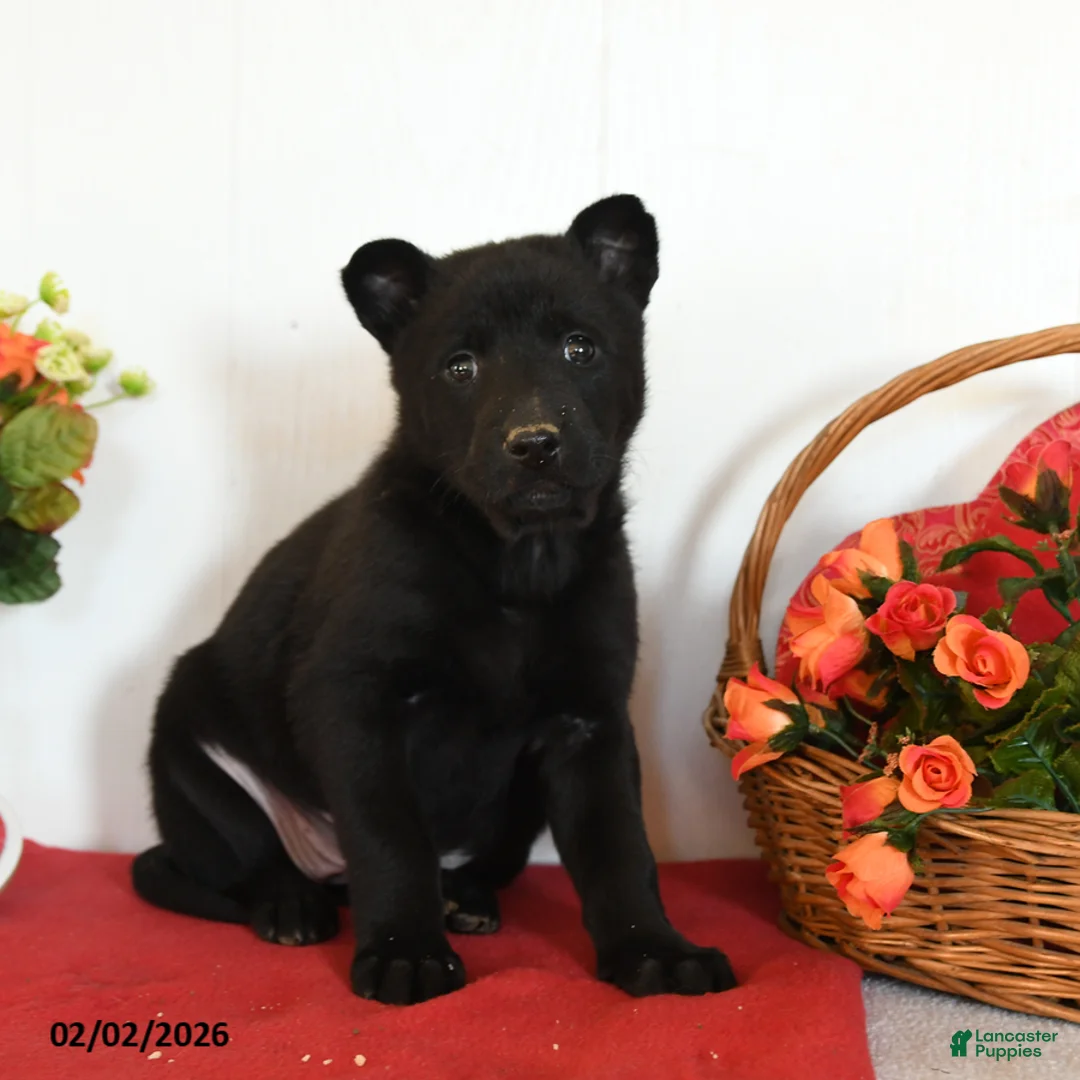 Belgian Malinois dogs for sale: Rain - Ad 4