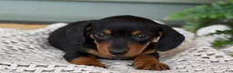 Miniature Dachshund dogs for sale: Lily - Ad 8