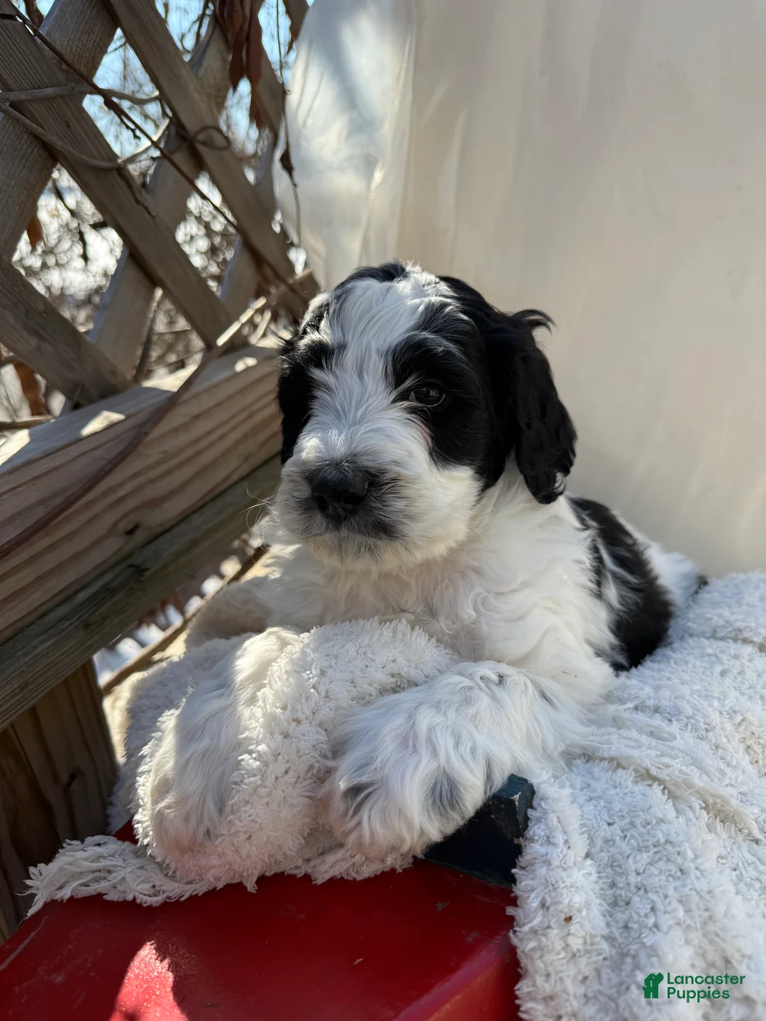 Mixed Breed dogs for sale: Buddy - Ad 9