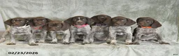 German Shorthaired Pointer dogs for sale: Buttercup - Ad 5