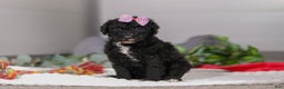 Standard Poodle dogs for sale: Avery - Ad 2