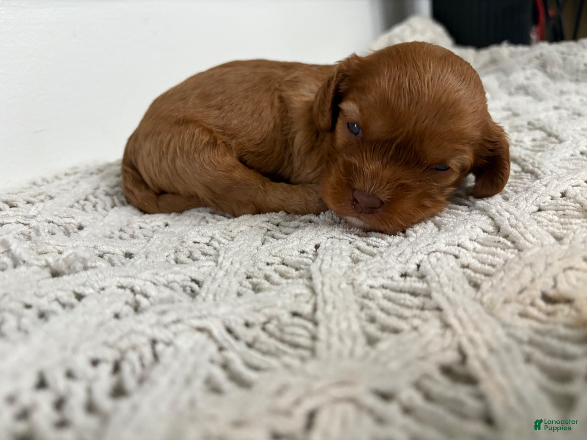 Cavapoo dogs Dallas - Ad 1