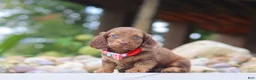 Miniature Dachshund dogs for sale: Otto - Ad 4