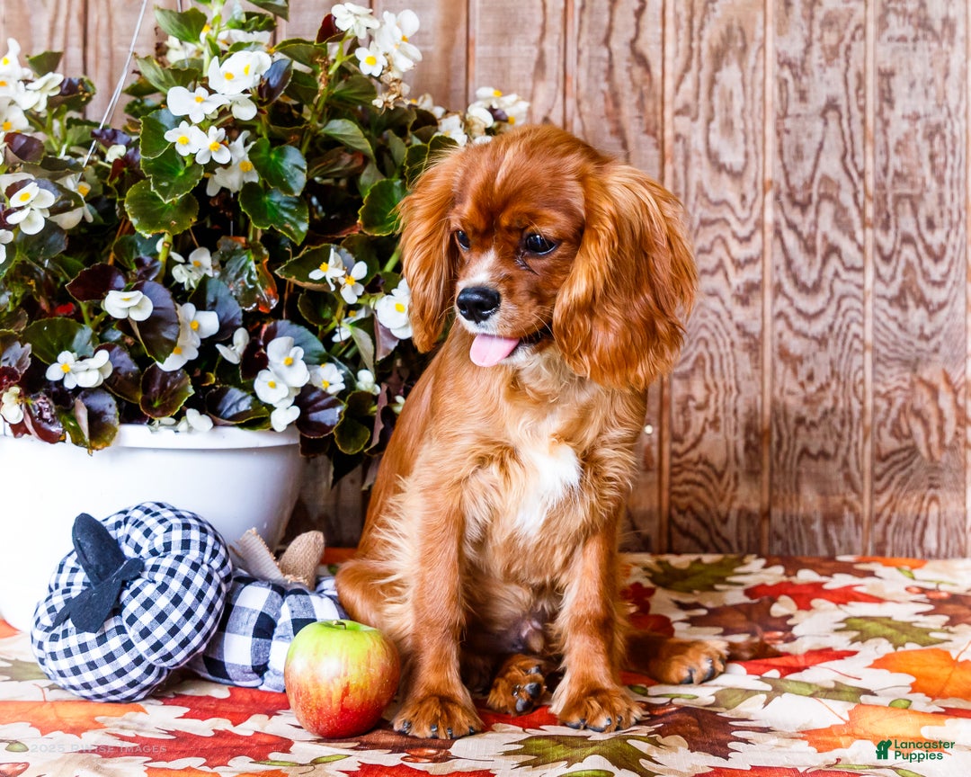 Cavalier King Charles Spaniel dogs for sale: Oliver - Ad 2