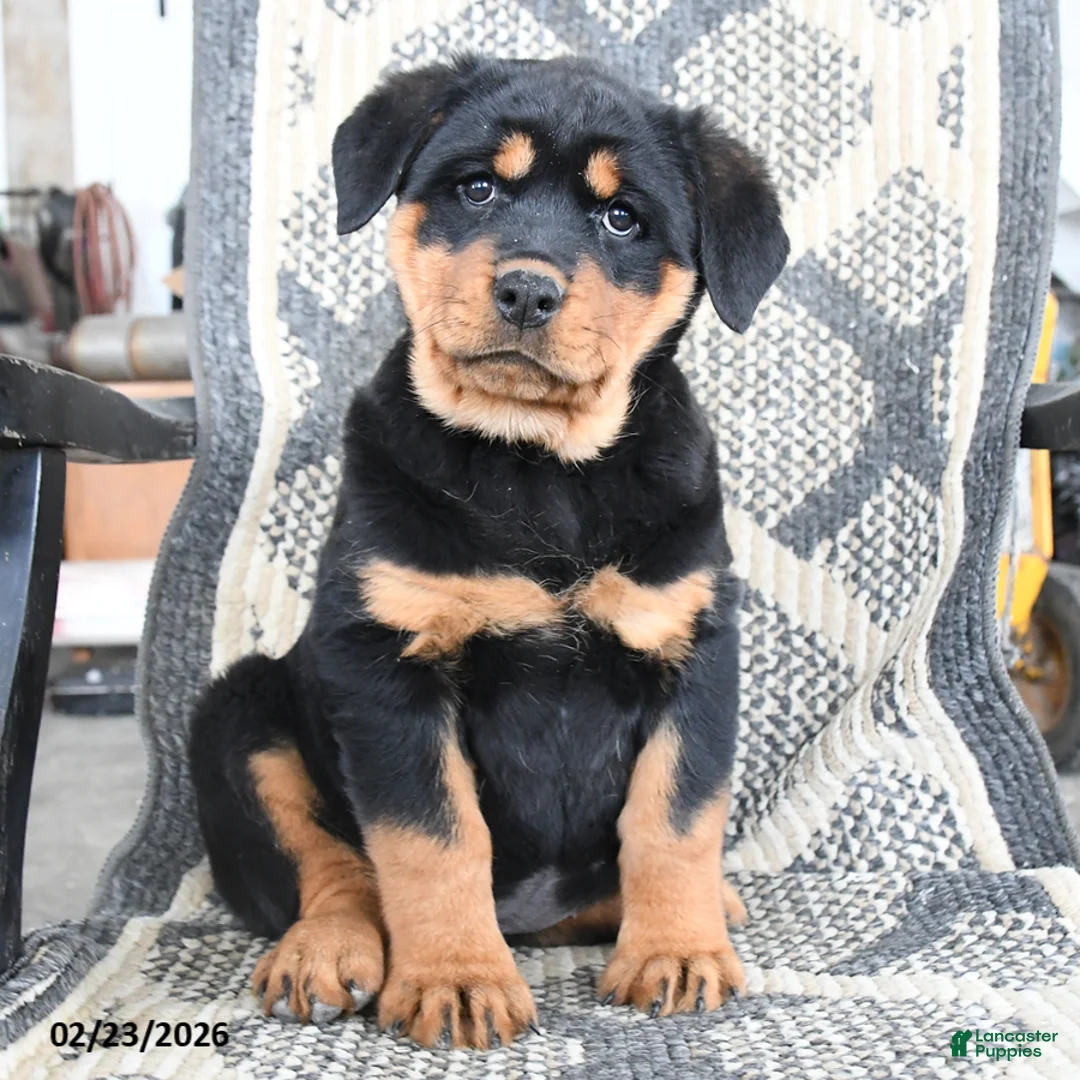 Rottweiler dogs for sale: Darcy - Ad 2