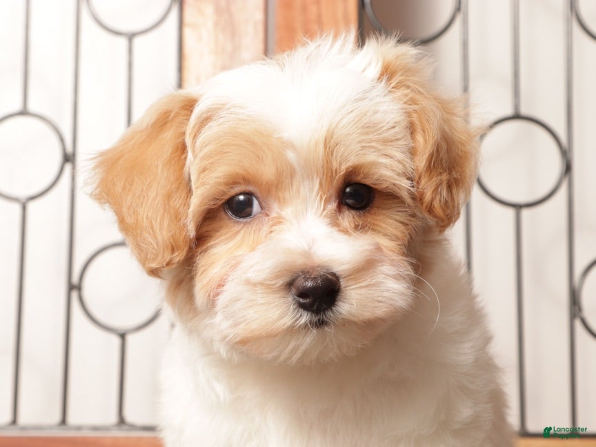 Maltipoo dogs Pippa Female Maltipoo - Ad 2