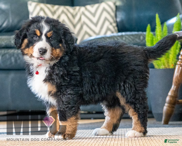 Bernese Mountain Dog dogs Cookie - Ad 42