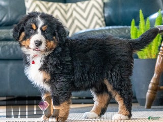 Bernese Mountain Dog dogs Cookie - Ad 42