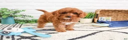 Cavapoo dogs for sale: Valentino  - Ad 3