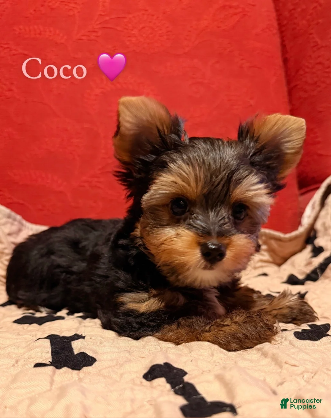 Yorkshire Terrier dogs for sale: Yorkshire Terrier Puppy 2 - Ad 1