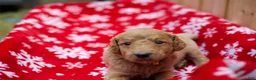 Goldendoodle dogs for sale:  Bobby - Ad 9