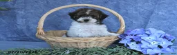 Havapoo dogs for sale: Candy Cane - Ad 4