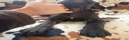 Great Dane dogs for sale: Brisket - Ad 14