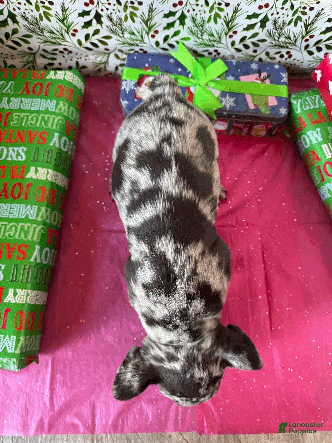 French Bulldog dogs for sale: MIA - Ad 3