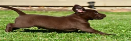 Labrador Retriever dogs for sale: Chico - Ad 9