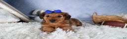 Miniature Dachshund dogs for sale: Jasper - Ad 3