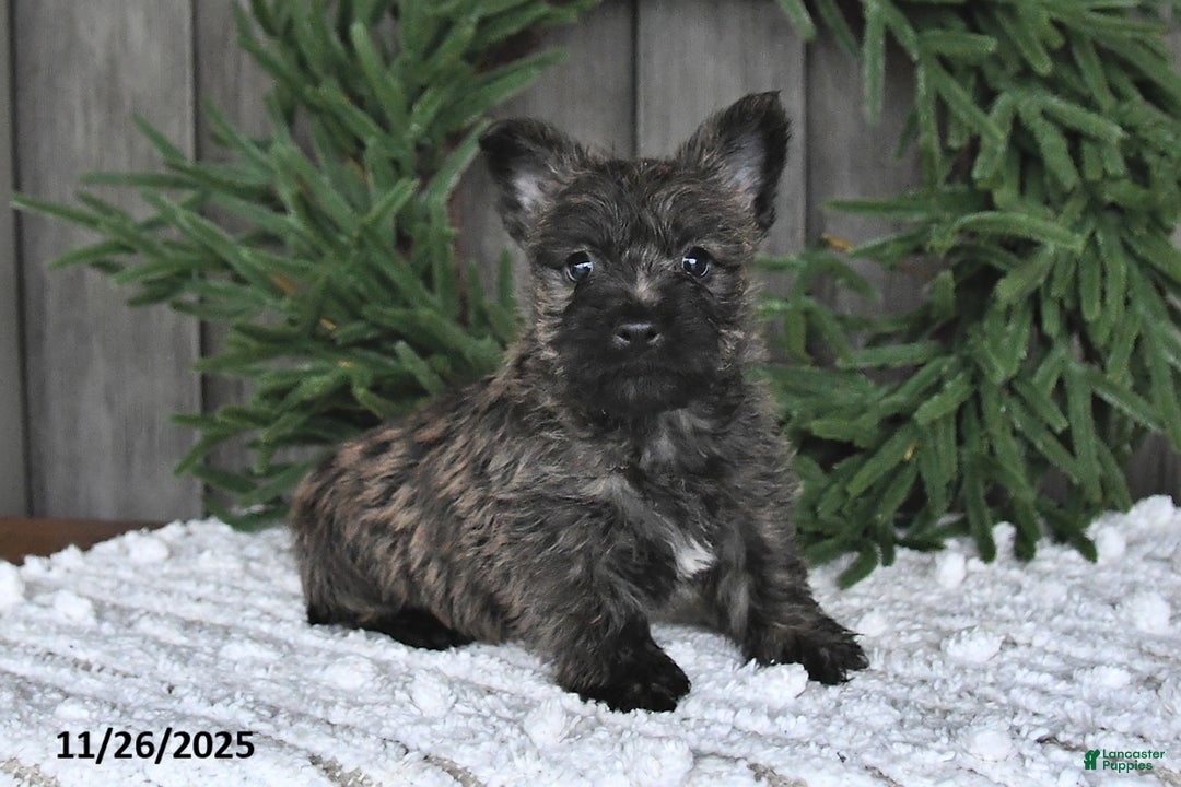 Cairn Terrier dogs for sale: Nicholas - Ad 4