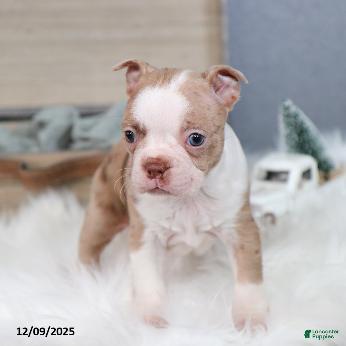 Boston Terrier dogs Pixie - Ad 4