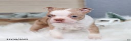 Boston Terrier dogs for sale: Pixie - Ad 1